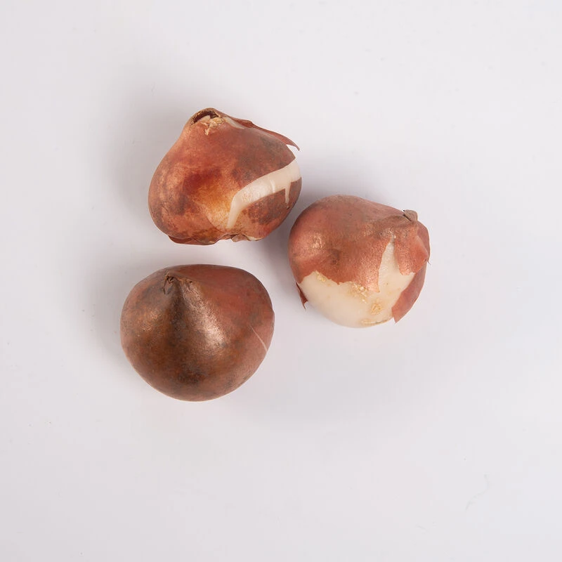 Ivory Floradale 5 Ivory Floradale - Image 5