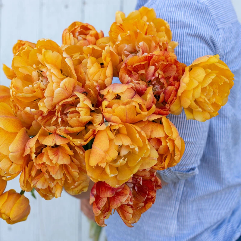 Sunlover 2 Sunlover - Image 2