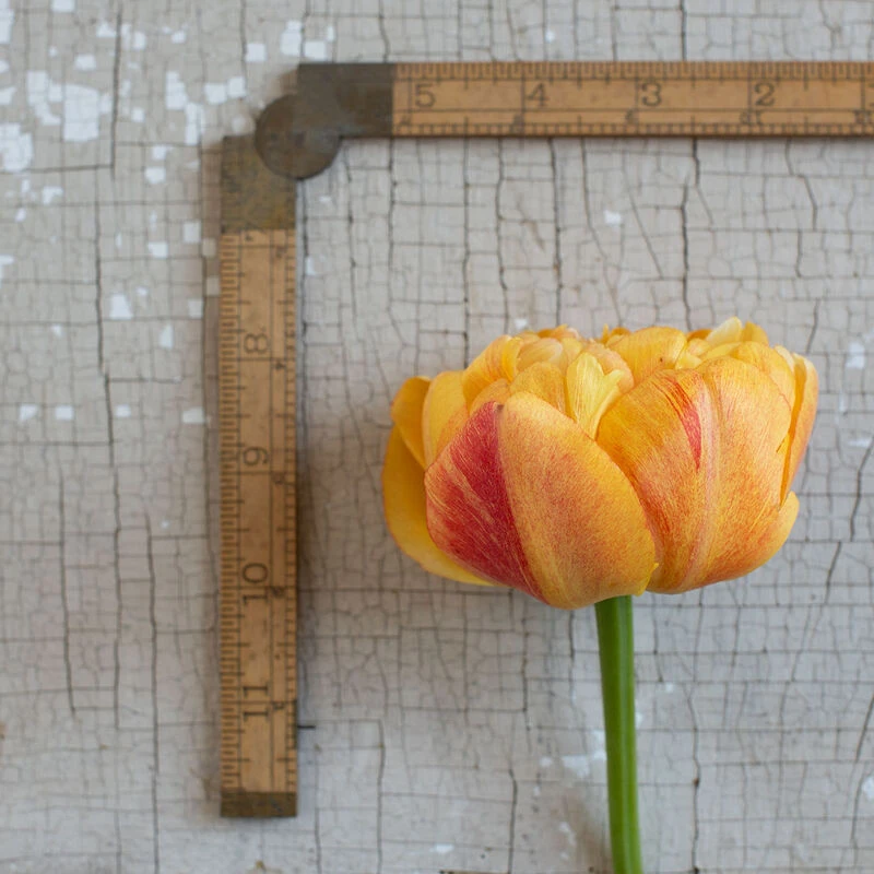 Sunlover 3 Sunlover - Image 3