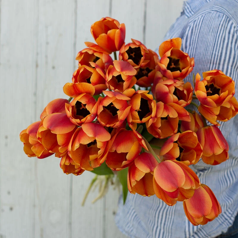 Apeldoorn's Elite 2 Apeldoorn's Elite - Image 2