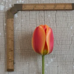 Apeldoorn's Elite 7 Apeldoorn's Elite -Svelte Garden Sales 03549 03 apeldorn elite