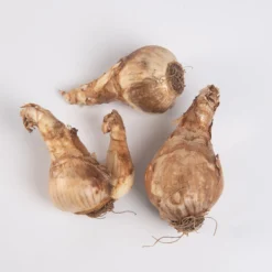 Cheerfulness -Svelte Garden Sales 03551 03 cheerfulness