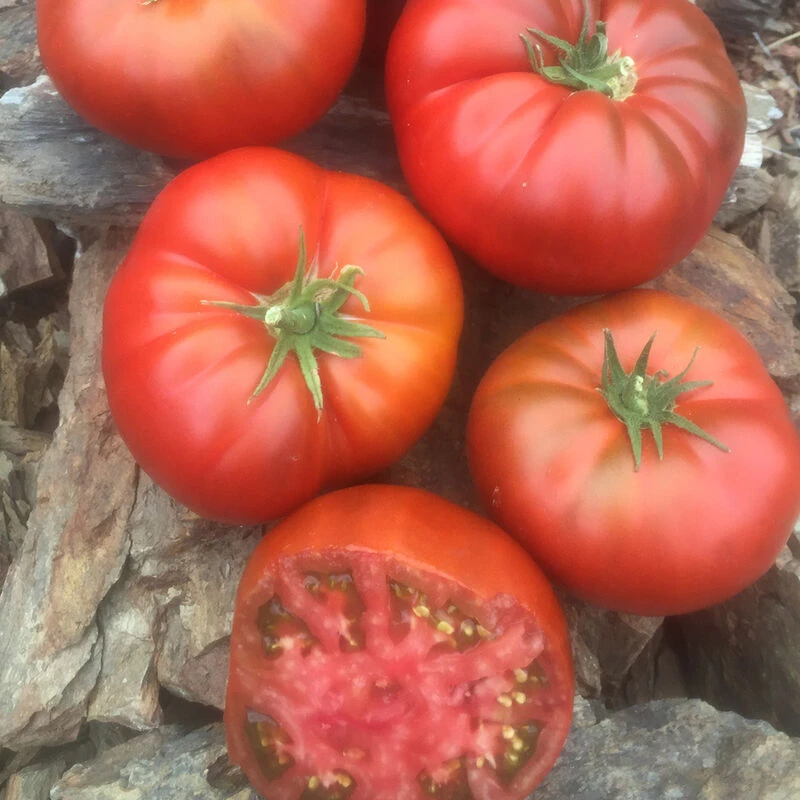 Tasmanian Chocolate 1 Tasmanian Chocolate