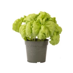 Tuscany -Svelte Garden Sales 03719 03 tuscany