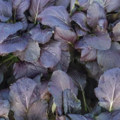 Red Kingdom -Svelte Garden Sales 03748 01 redkingdom