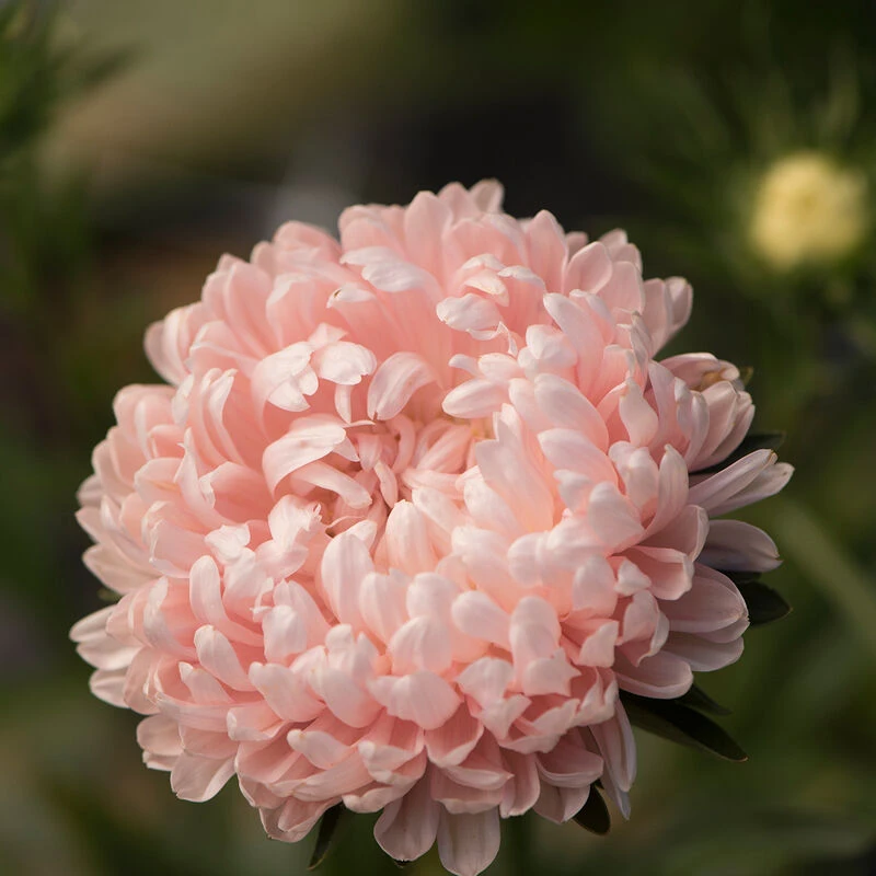 Tower Chamois 2 Tower Chamois - Image 2