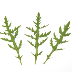 Sylvetta -Svelte Garden Sales 0398 01 sylvettasaladtrio