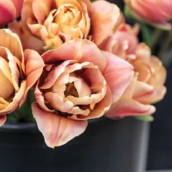 La Belle Epoque 9 La Belle Epoque -Svelte Garden Sales 04057 02 labelleepoque