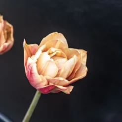 La Belle Epoque 10 La Belle Epoque -Svelte Garden Sales 04057 03 labelleepoque