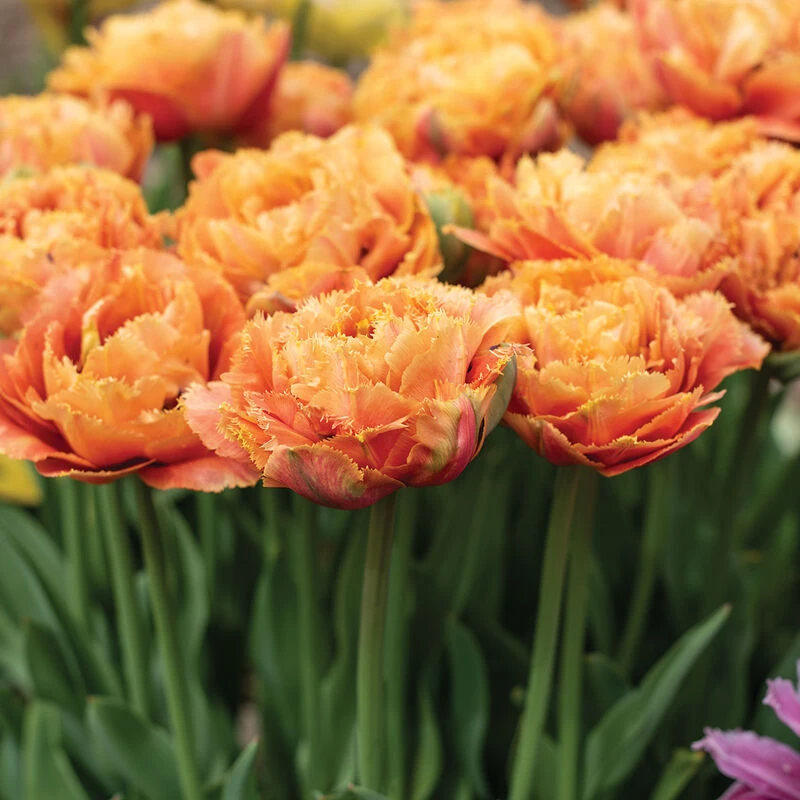 Sensual Touch 2 Sensual Touch - Image 2