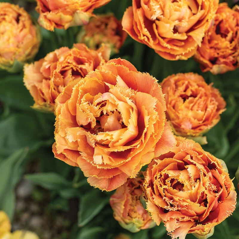 Sensual Touch 3 Sensual Touch - Image 3