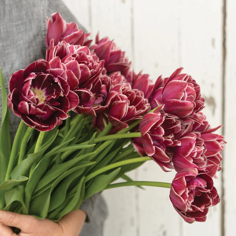 Dream Touch 1 Dream Touch