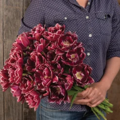 Dream Touch 5 Dream Touch -Svelte Garden Sales 04060 03 dream touch