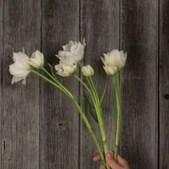 Mondial -Svelte Garden Sales 04063 03 mondial