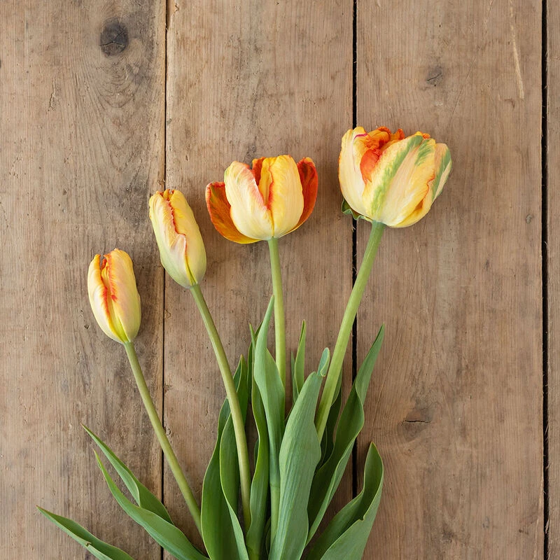 Parrot King 2 Parrot King - Image 2