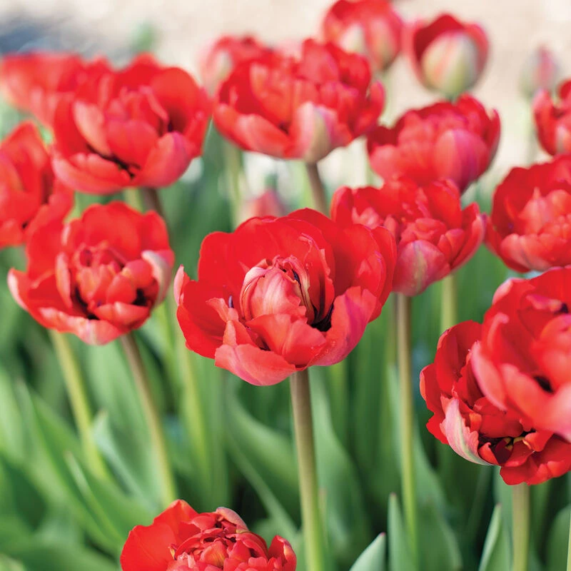 Miranda 2 Miranda - Image 2