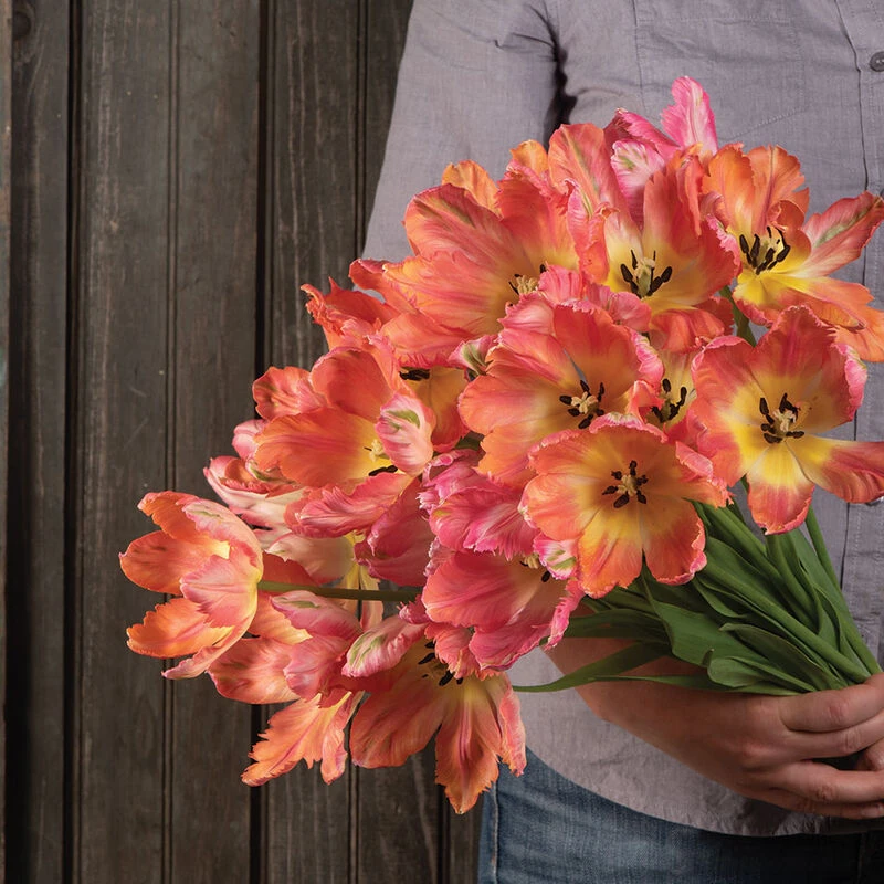 Apricot Parrot 2 Apricot Parrot - Image 2