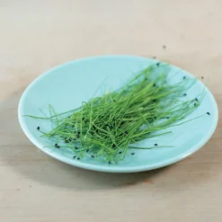 Scallion -Svelte Garden Sales 04127mg 03 scallion