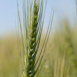 Spring Wheat (Bolles)