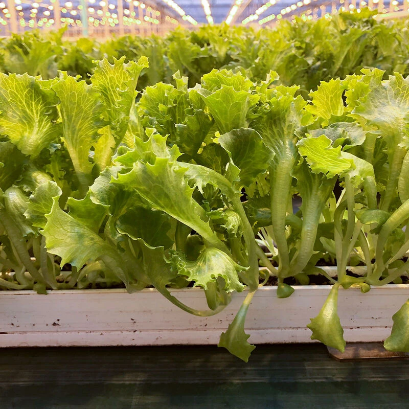 Lalique 2 Lalique - Image 2