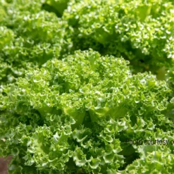 Lalique 5 Lalique -Svelte Garden Sales 04184jp 03 lalique