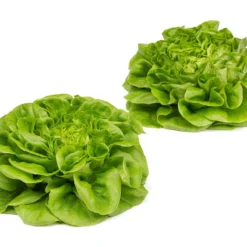 Salanova® Hydroponic Green Butter