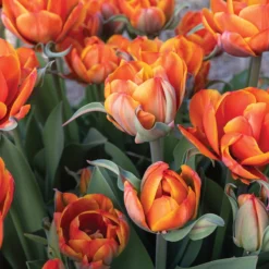 Queensday 5 Queensday -Svelte Garden Sales 04219 03 queensday