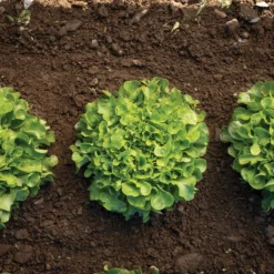 Bauer -Svelte Garden Sales 04245g 03 bauer