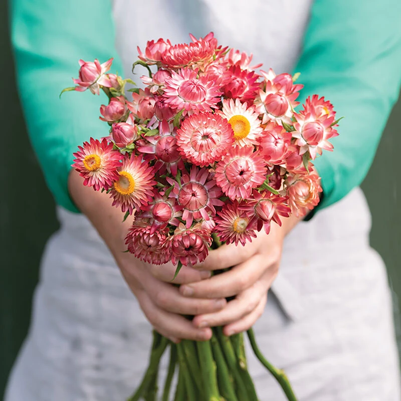 King Size Raspberry Rose 1 King Size Raspberry Rose