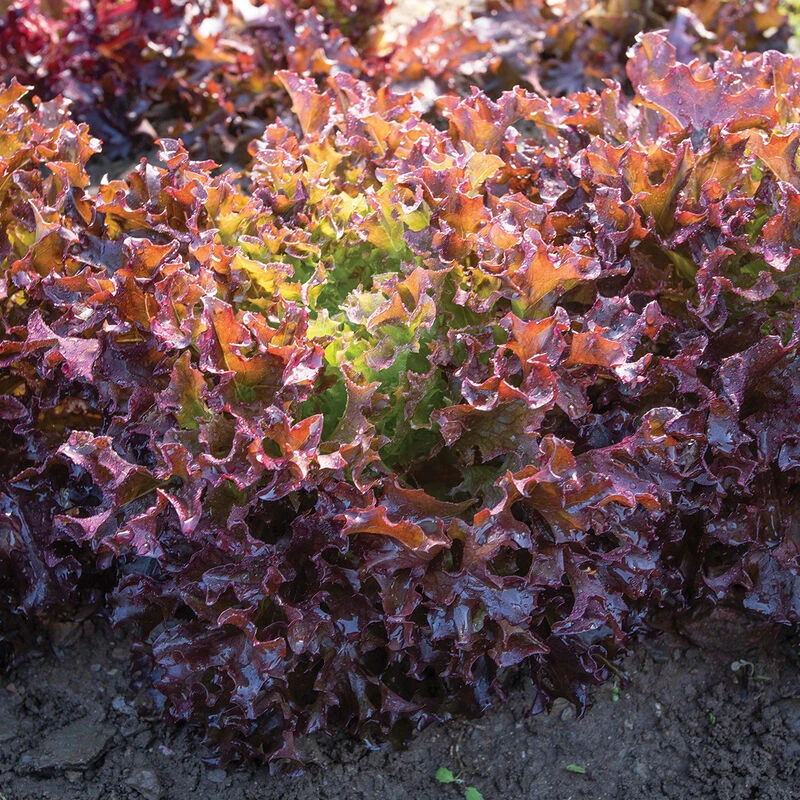 Ezflor 2 Ezflor - Image 2