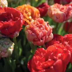 Gudoshnik Double -Svelte Garden Sales 04448 03 gudoshnickdouble