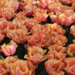 Astronaut Andre Kuipers -Svelte Garden Sales 04482 02 astronautandrekuipers