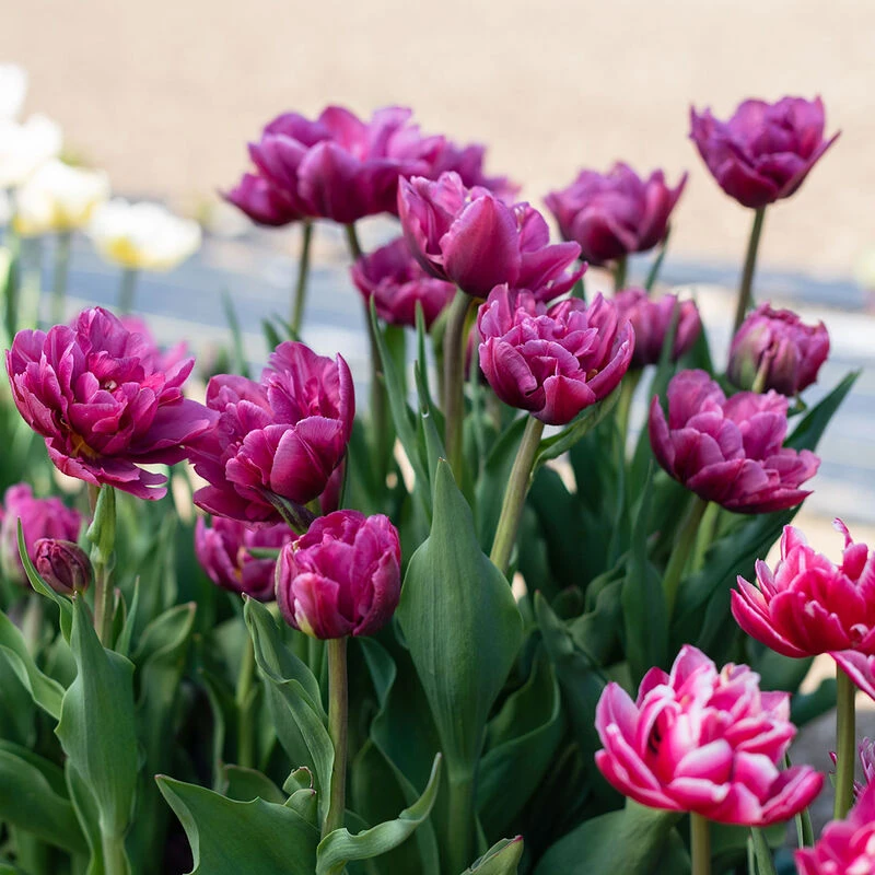 Margarita 3 Margarita - Image 3