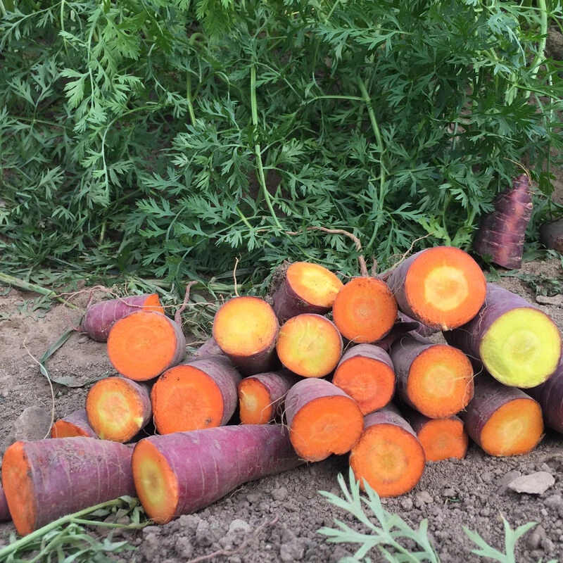 Dragon 2 Dragon - Image 2