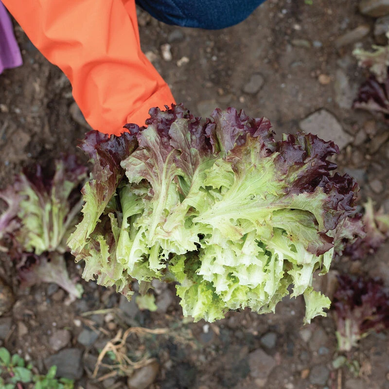 Brentwood 3 Brentwood - Image 3