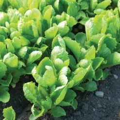 Carlsbad -Svelte Garden Sales 04617g 03 carlsbad