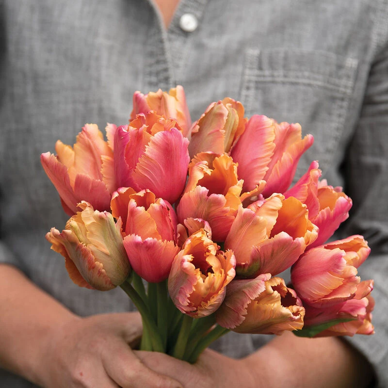 Amazing Parrot 2 Amazing Parrot - Image 2