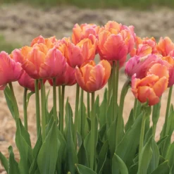 Amazing Parrot -Svelte Garden Sales 04730 03 amazingparrot