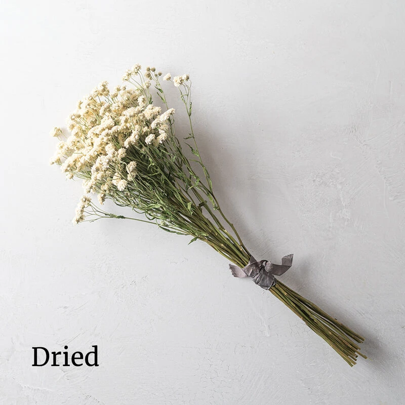 The Pearl 2 The Pearl - Image 2