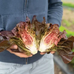Volcana -Svelte Garden Sales 04765jp 01 volcana mini lettuce