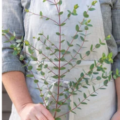 Small-Leaved Gum -Svelte Garden Sales 04793 03 smallleaved gum