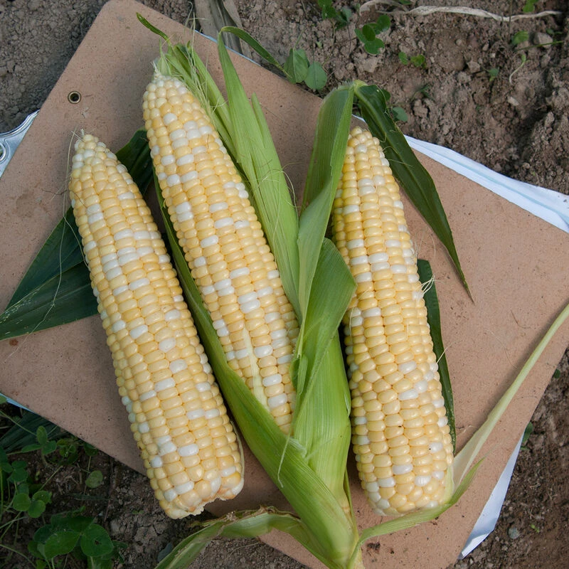 Sweetness 1 Sweetness