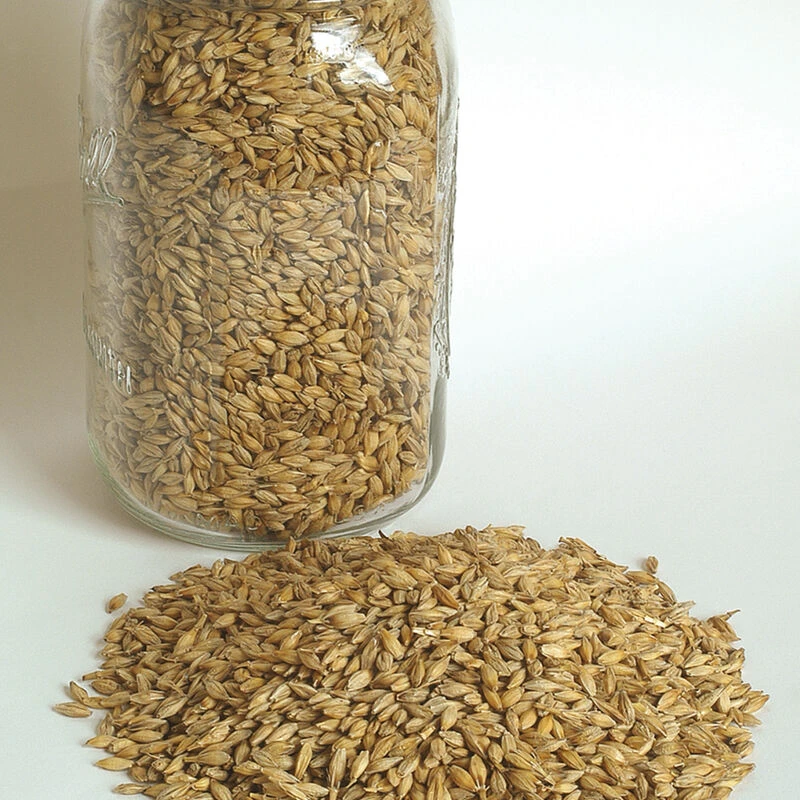 Barley (Robust) 1 Barley (Robust)