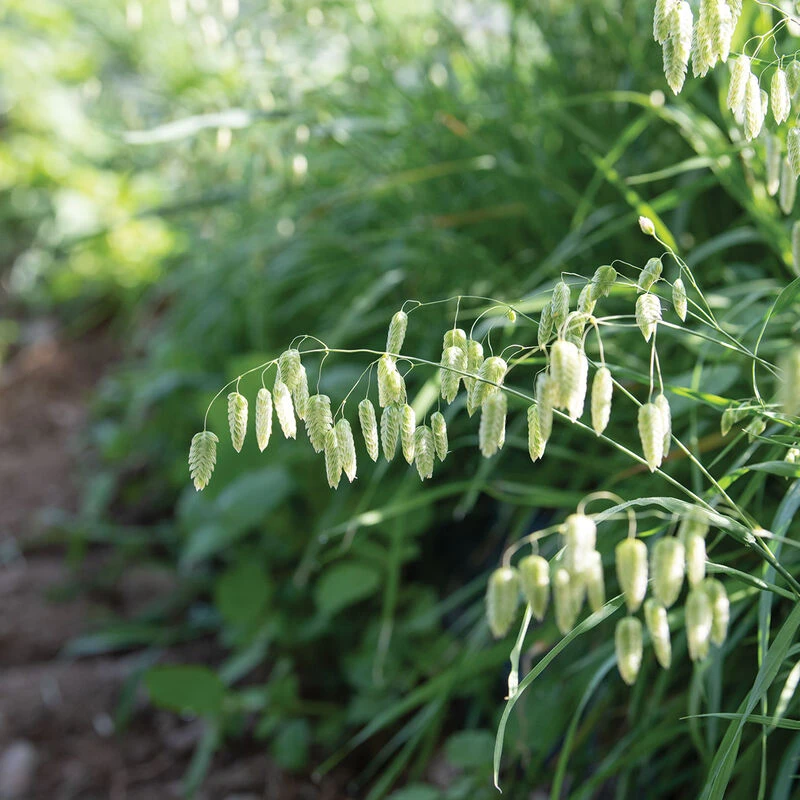 Greater Quaking Grass 3 Greater Quaking Grass - Image 3