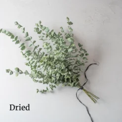 Baby Blue Bouquet -Svelte Garden Sales 4770 03 babybluebouquet dried flower