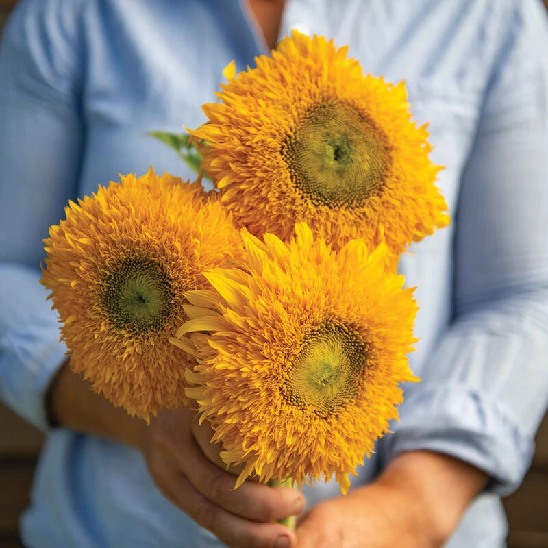 Solano® Double 2 Solano® Double - Image 2