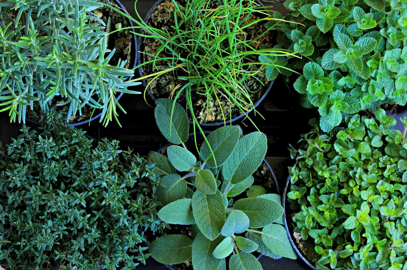 Svelte Garden Sales -Svelte Garden Sales erbe aromatiche