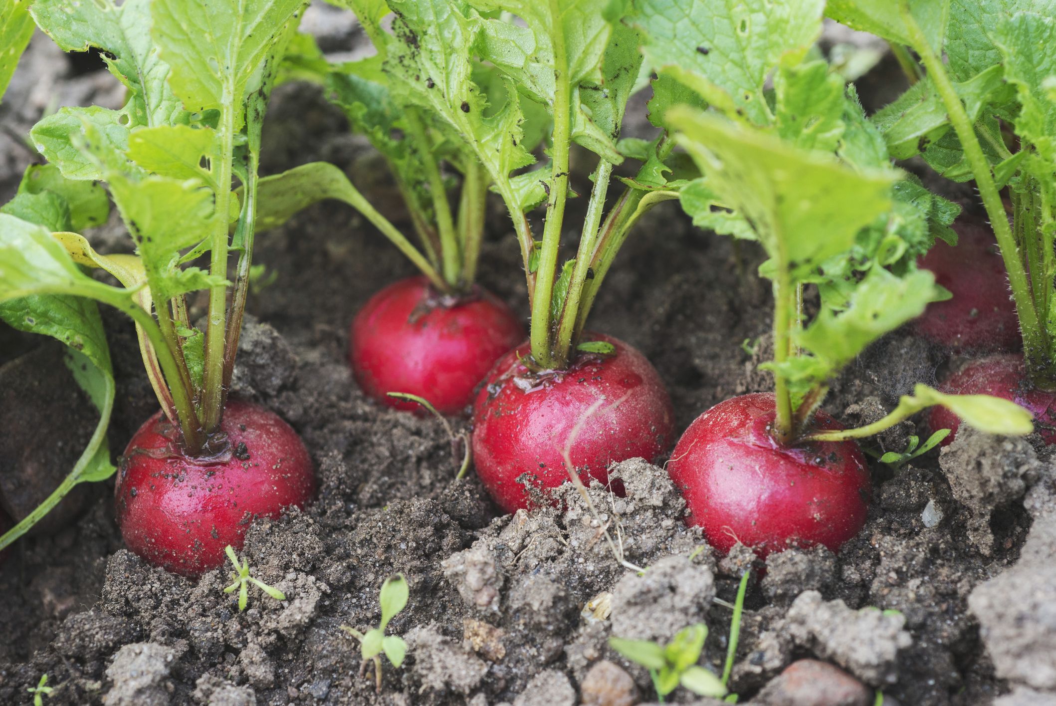 Svelte Garden Sales -Svelte Garden Sales high angle view of radish growing in garden royalty free image 1588085148